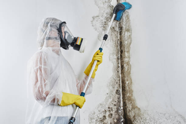 Best Fast Mold Removal  in Mack, OH