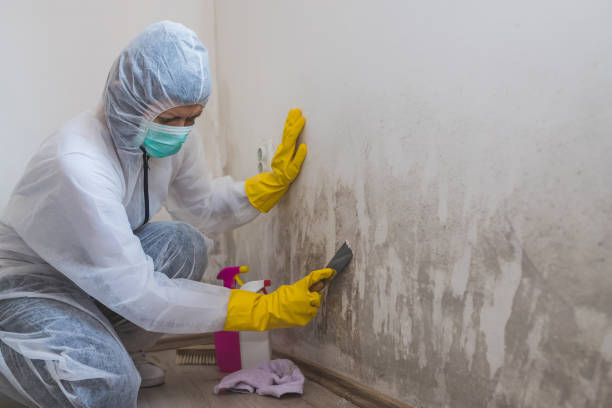 Home Mold Removal in Mack, OH