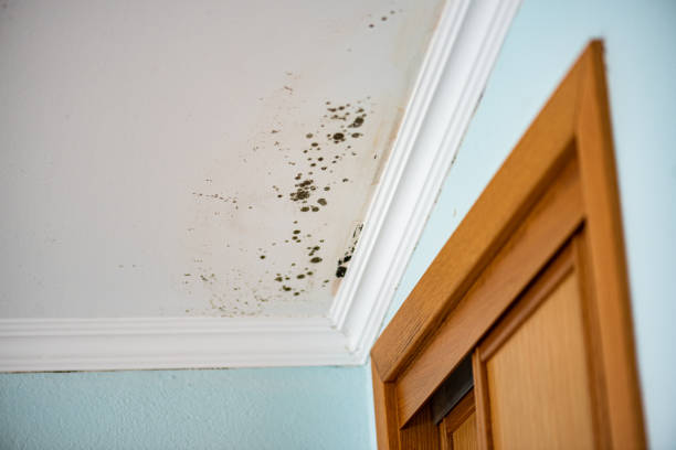 Best Professional Mold Removal  in Mack, OH