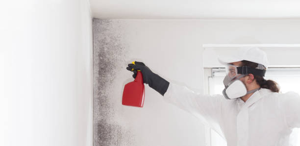 Professional Mold Removal in Mack, OH