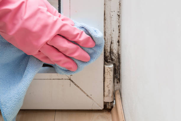 Best Certified Mold Removal  in Mack, OH