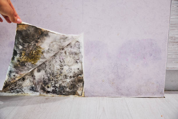 Best Mold Removal Company Near Me  in Mack, OH